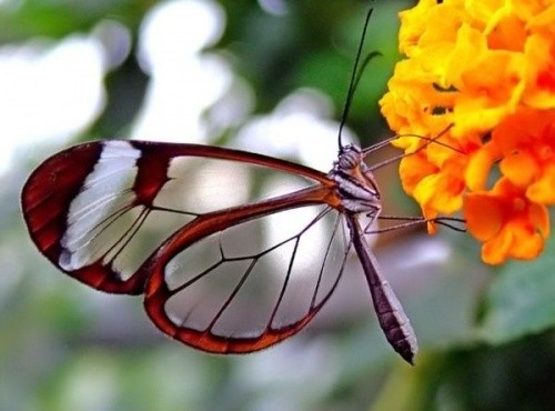 Photo:  Transparent butterfly.